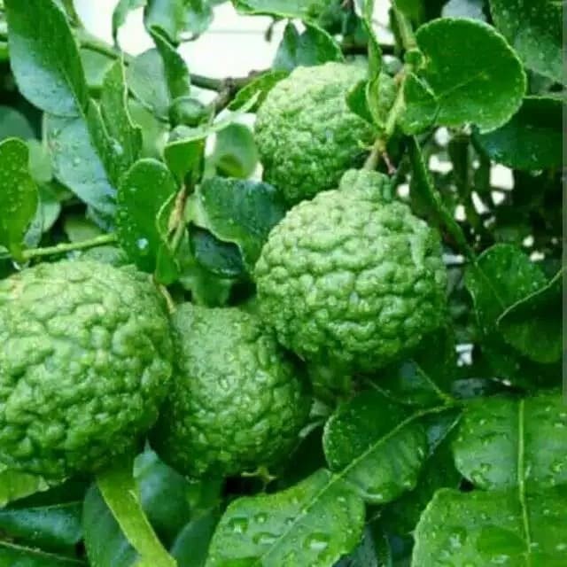 Bibit Pohon Jeruk Purut - Tanaman Jeruk Purut - Jeruk Purut Okulasi FREESS