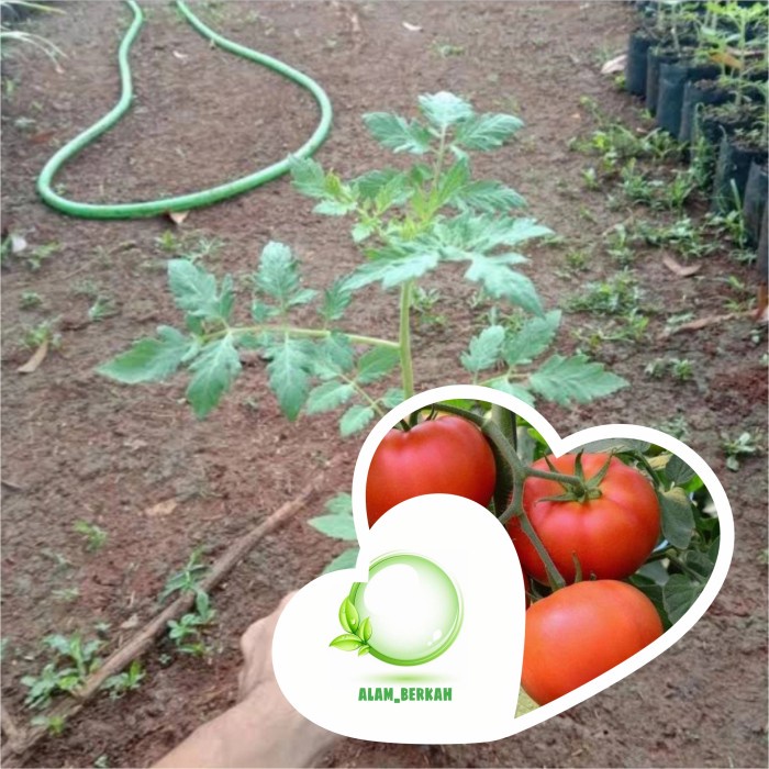 Bibit pohon tomat apel/tanaman tomat apel EE44