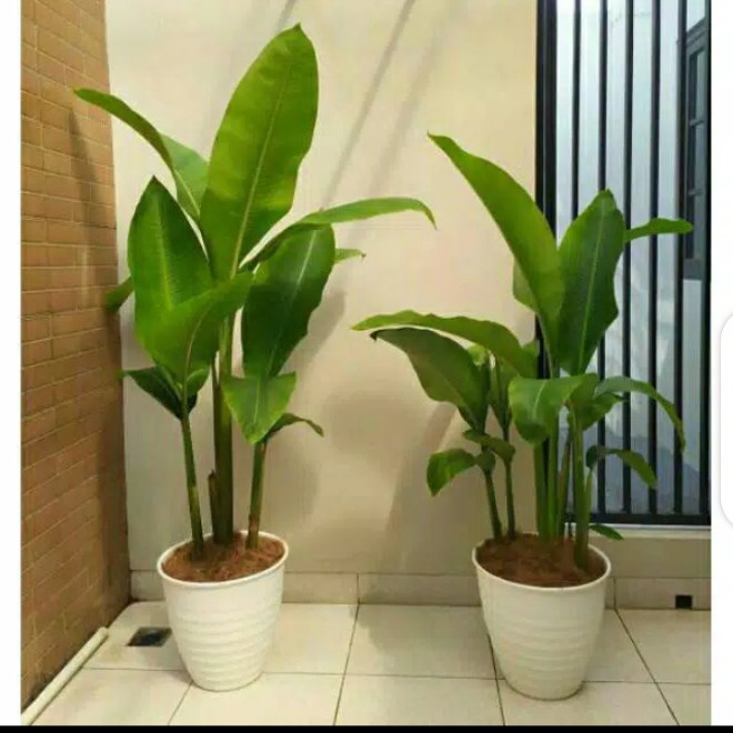 tanaman hias karibay/tanaman pisang,pisangan karibay EE33