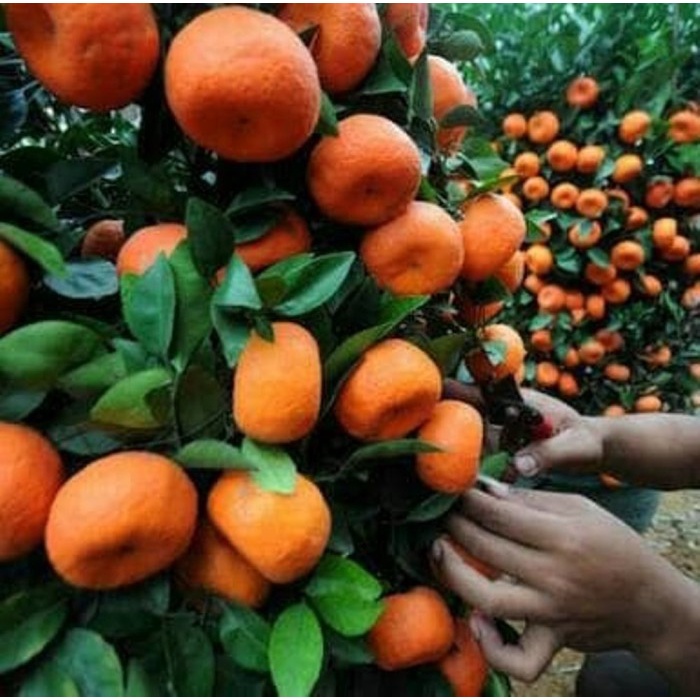 Bibit Tanaman Jeruk Santang Madu Rasa Manis Siap Tanam Murah FF11