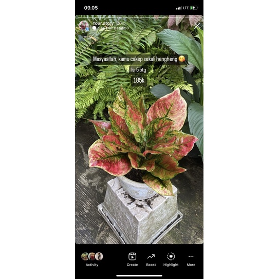 aglonema hengheng mutasi isi 5