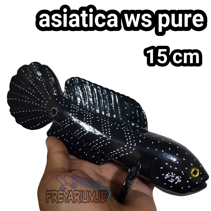 mainan channa asiatica ws pure 15 cm replika