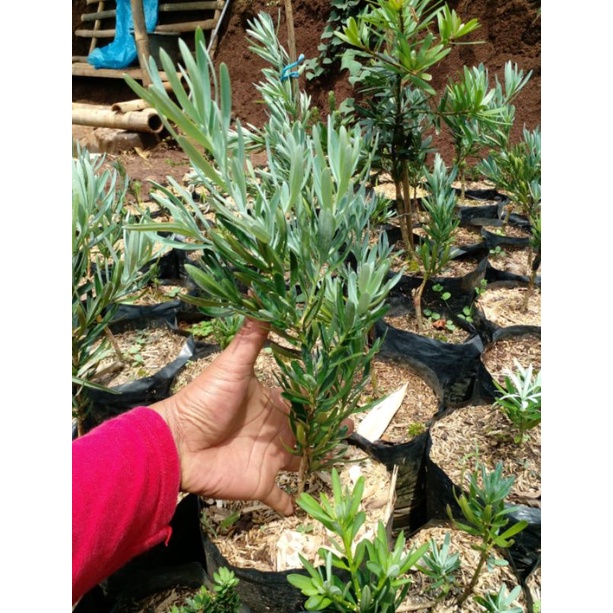 Lohansung Blue Ice dan Lohansung Blue Cincuan