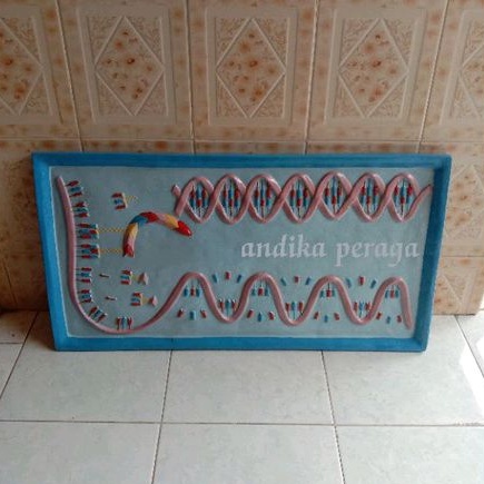 

dna dan rna alat peraga pendidikan model penampang DNA dan RNA