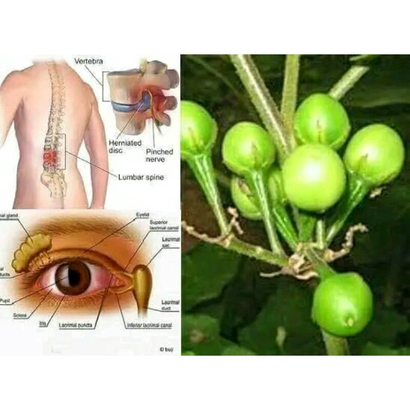 

terung pipit/cempokak 1kg