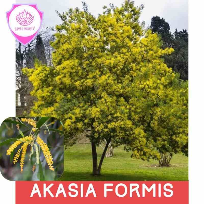 AKASIA FORMIS [isi-10] Biji Benih Pohon