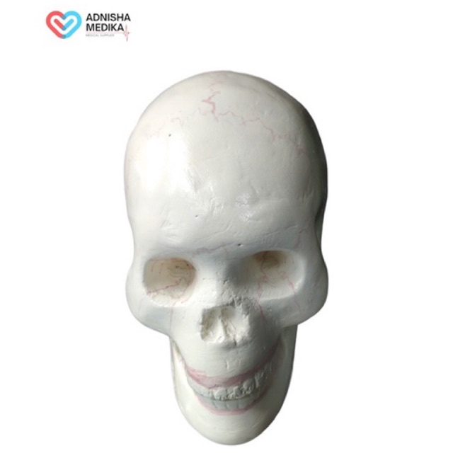 MANIKIN TENGKORAK KEPALA