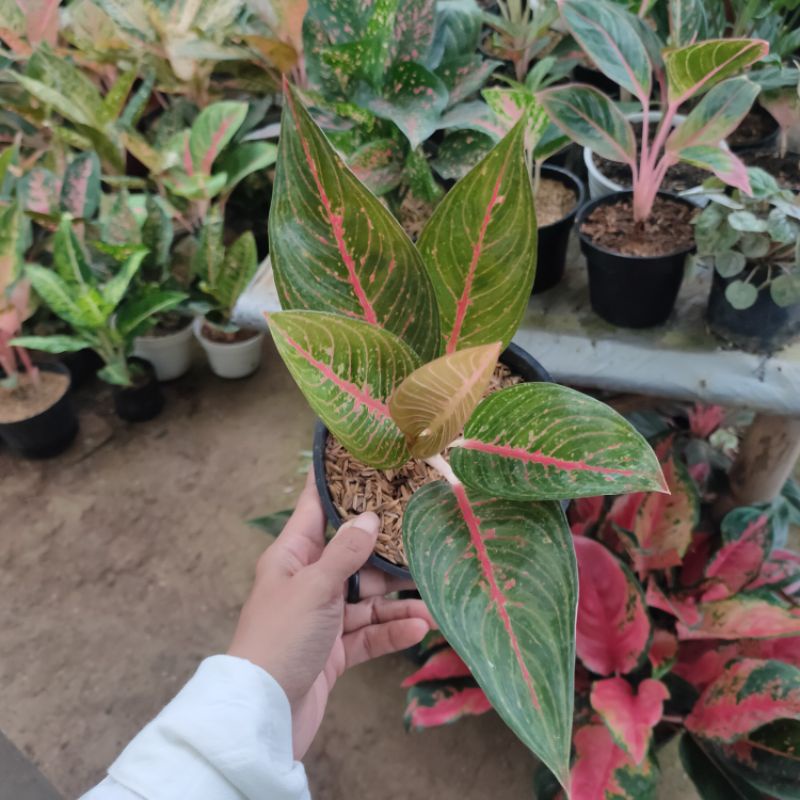 Green Legacy Aglonema