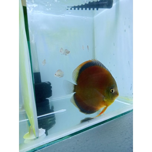 Discus Sun Merah Blue Rim