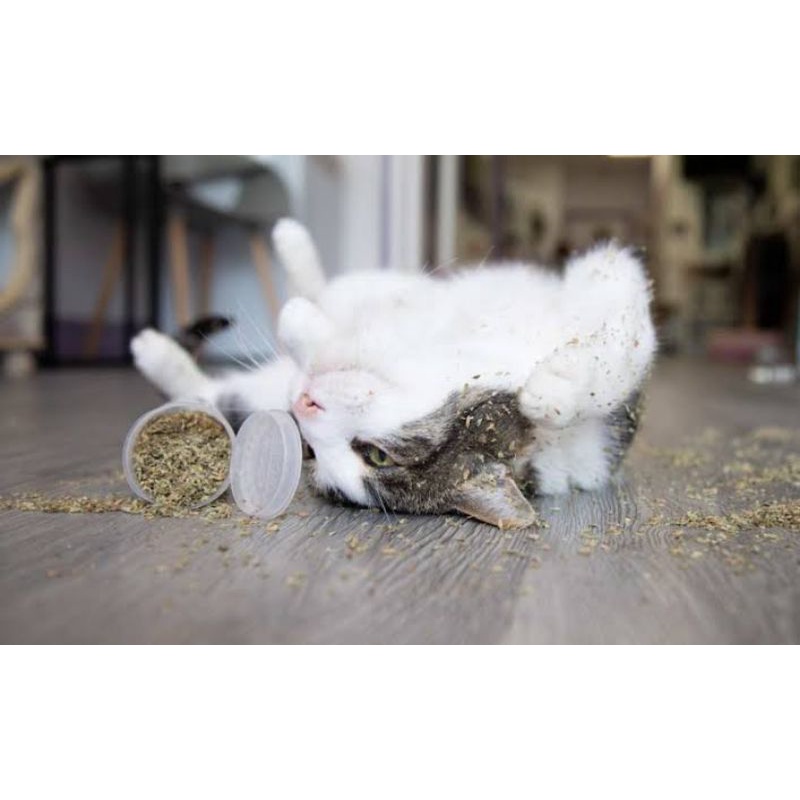 [FREE BONUS]Natural Catnip/Catmint Powder Snack Makanan Kucing Cat Toy