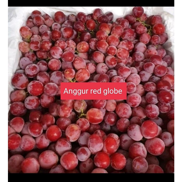 

Anggur red globe anggur merah fresh 1kg buah