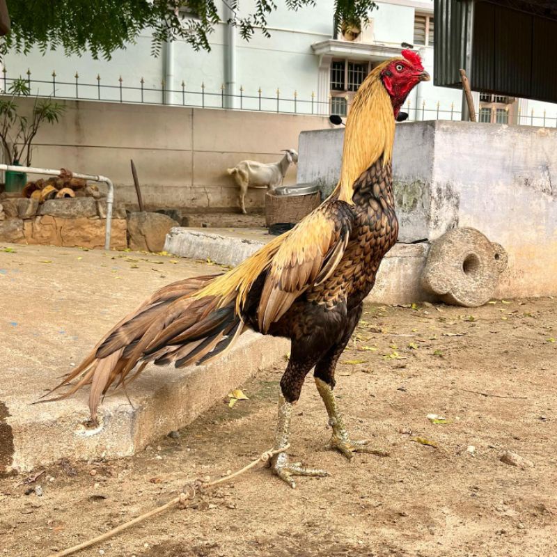 JUAL TELUR AYAM BANGKOK MANGON ORI PAKET4 BUTIR ASLI