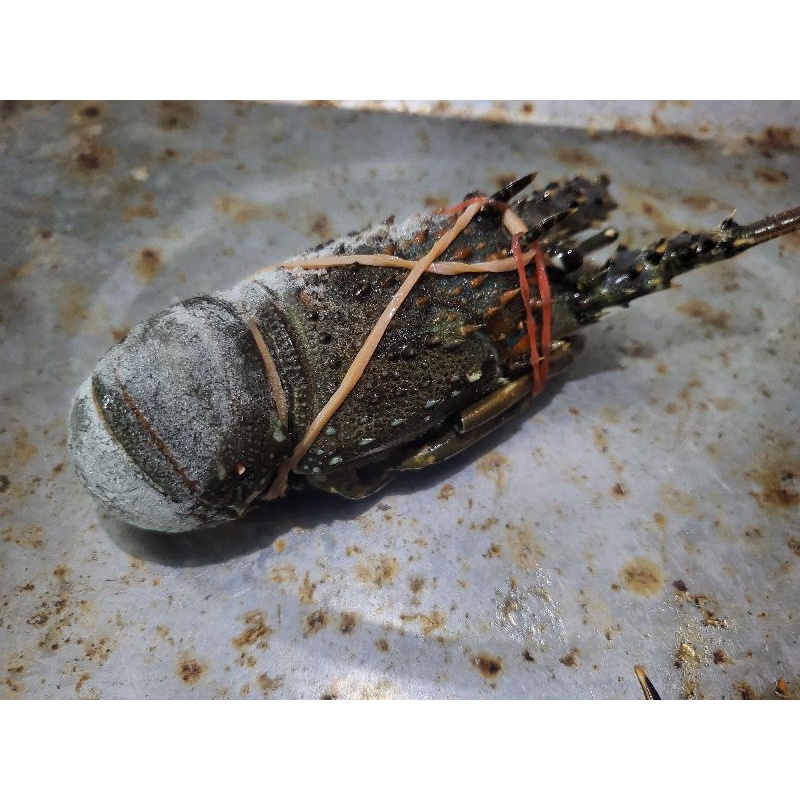 LOBSTER LAUT FROZEEN BEKU FRESH