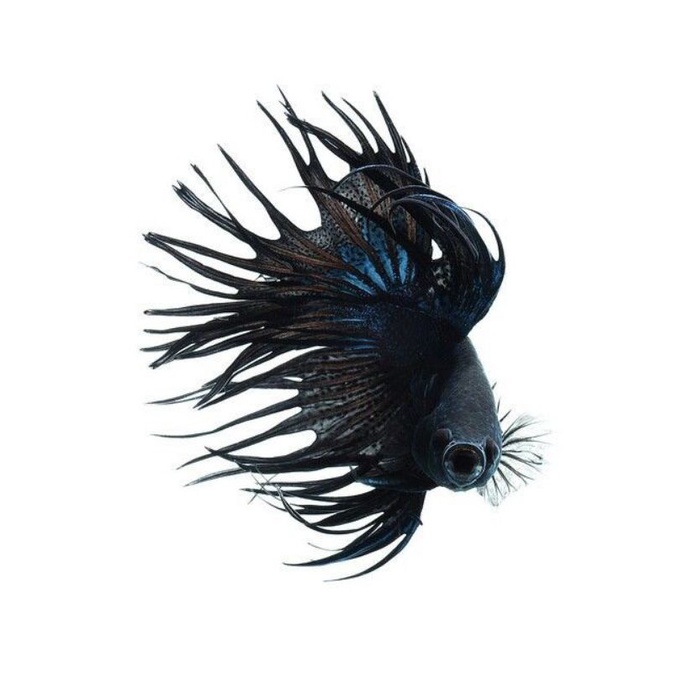 SERIT CT CROWNTAIL BLACK ORCHID