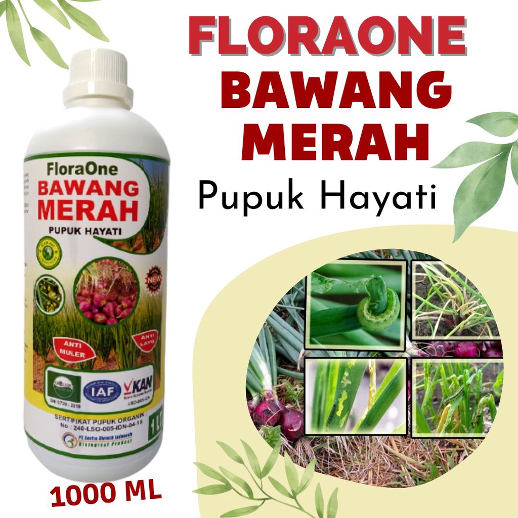 Fungisida Bawang Merah Moler, Obat Penyubur Bawang Yang Bagus, Pupuk Cair Hayati