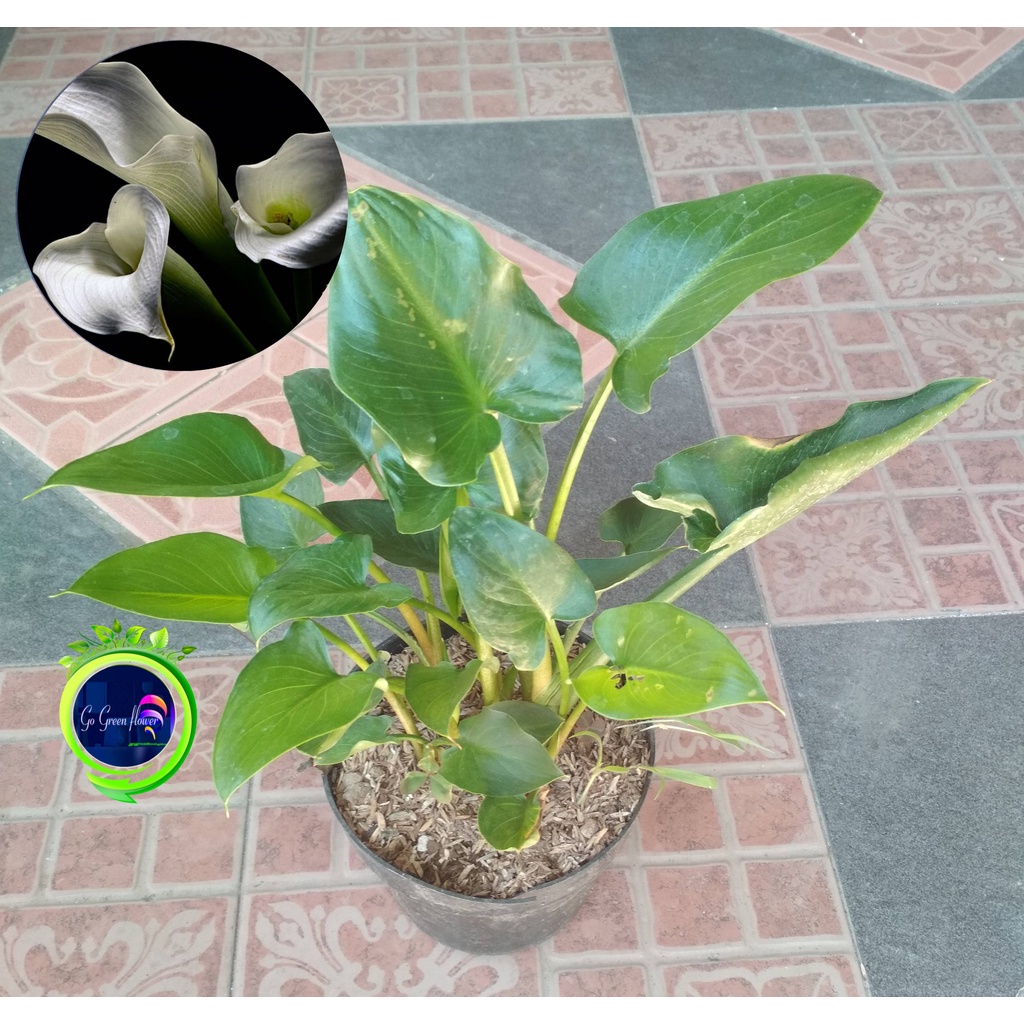 CALLA LILI PUTIH CHALA LILY TANAMAN AIR bunga air bunga dekorasi