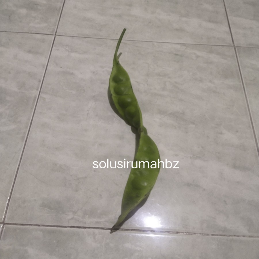 buah pete per helai lembar petai sayur segar halus organik 1 papan