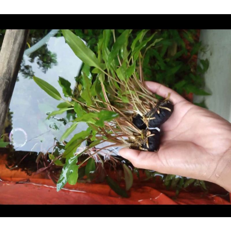 criptocoryne wendtii Green wabikusa