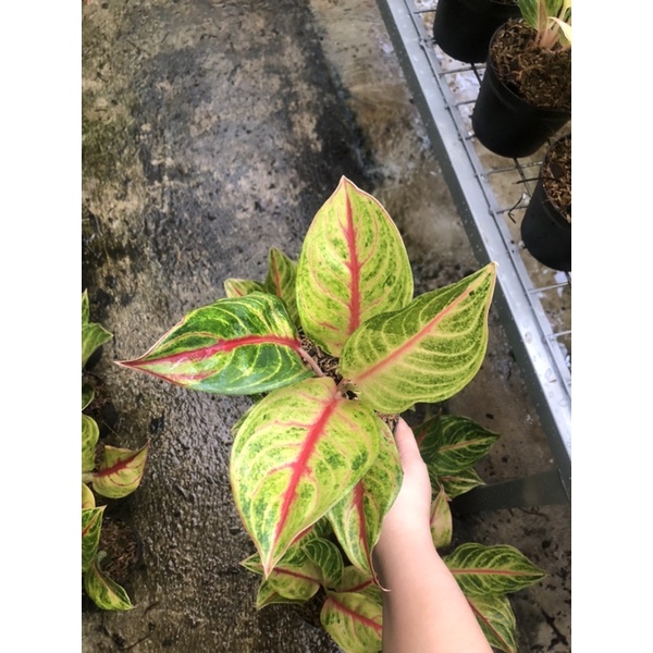 Aglaonema panama golden