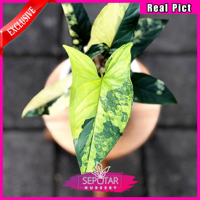 (BISA COD) syngonium yellow variegata - tanaman hias syngonium yellow variegata