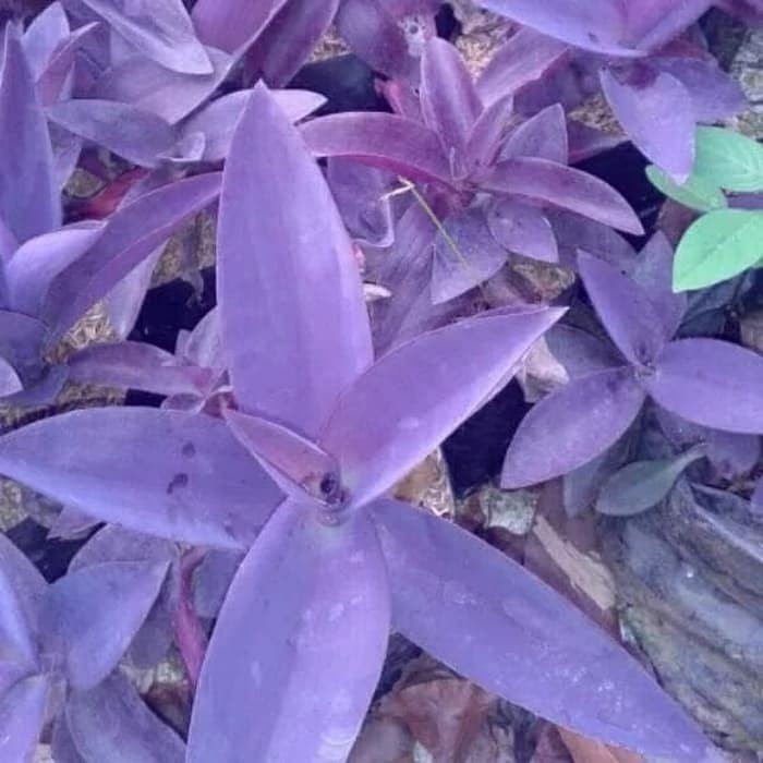 tanaman hias Adam hawa ungu - nanas kerang ungu FF11