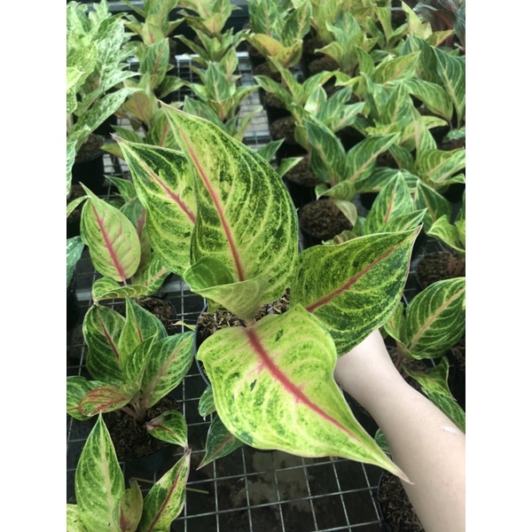 Aglaonema panama golden