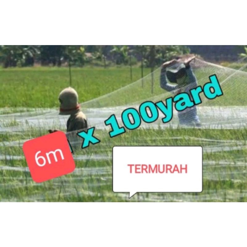 JARING PENGHALAU BURUNG SAWAH 6 METER x 100 YARD