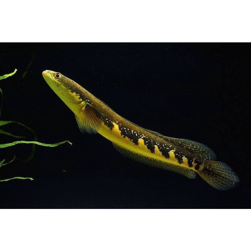 Green marulius Kaltara