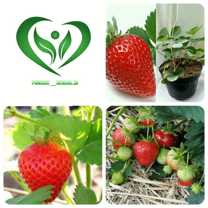 beli 5 gratis 1 bibit tanaman strawberry FF11