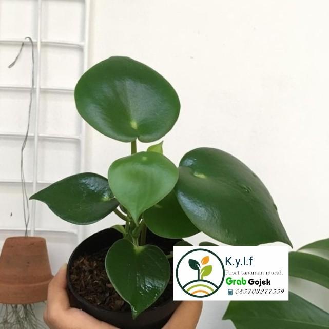 

Tanaman Hias Peperomia Raindrop + Pot Putih / Peperomia Rain Drop Best Seller