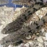 ikan hias predator palmas endlicheri ikan hias palmas endlicheri ikan hias predator ikan hias aquarium ikan hias air tawar