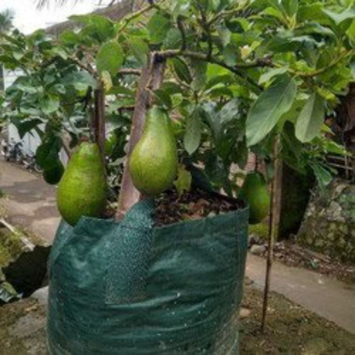 bibit tanaman buah alpukat aligator benih pohon tabulampot taman EE44