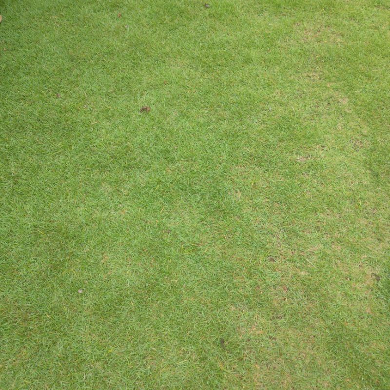 

Rumput Jepang alami//rumput Peking segar