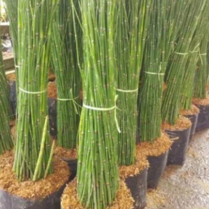 Tanaman hias bambu air/tanaman bambu air/pohon bambu air