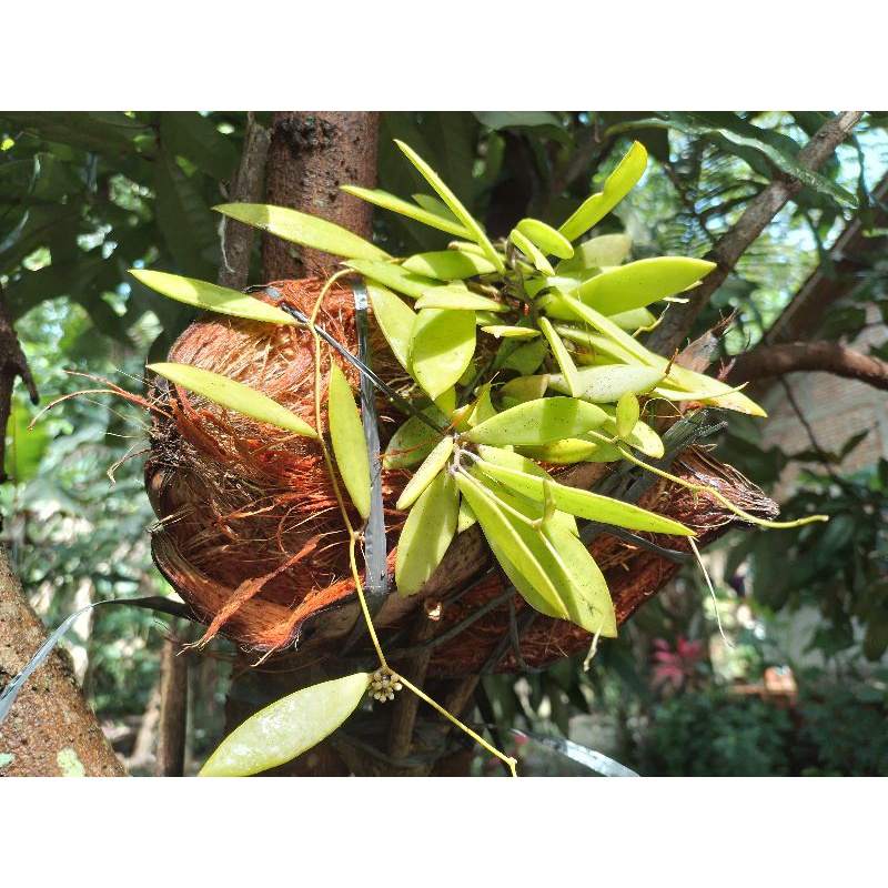 Tanaman Hias Dischidia Acuminata Tanaman terlaris