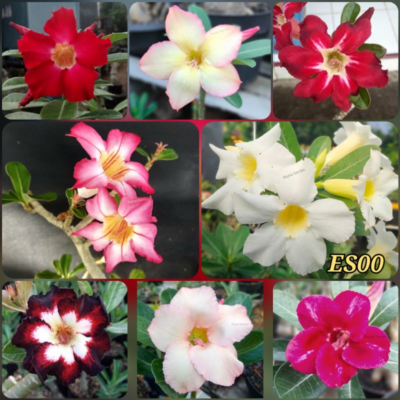 Entres adenium bunga single layer siap grafting aneka warna