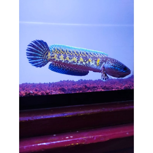 channa auranti maculata