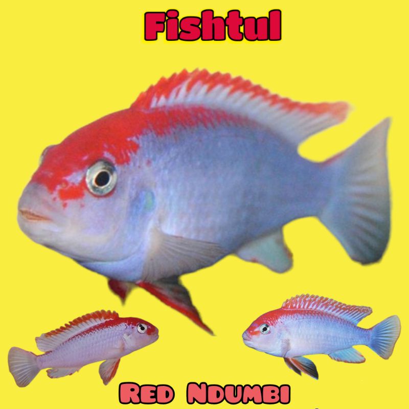 Cichlid Red Ndumbi