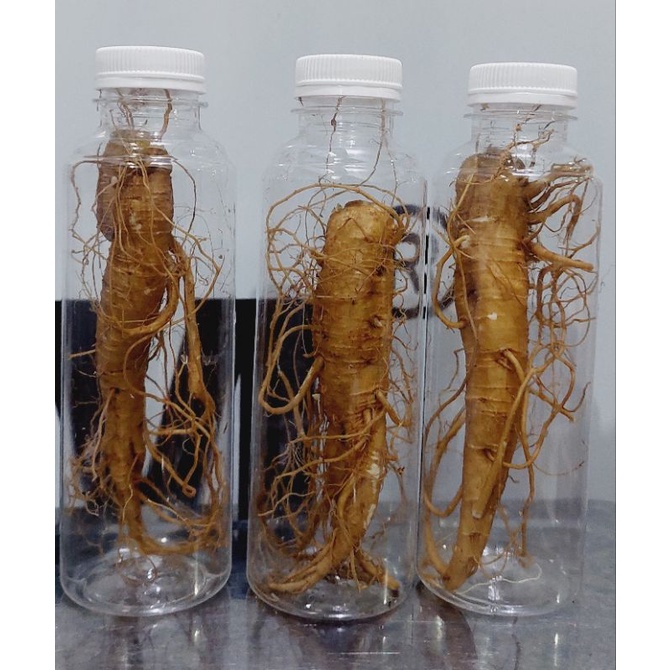 

3 gingseng + 3 botol 250 ml ( paket hemat )