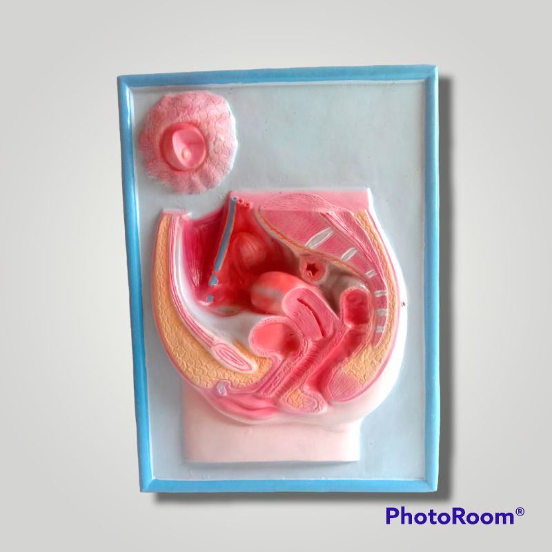 

penampang pinggul wanita ukuran 45 x 55 cm