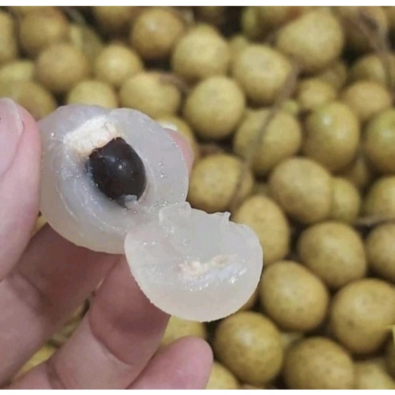 

Kelengkeng super 1 kg