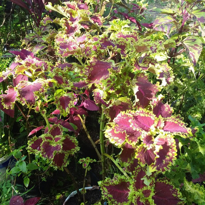 TANAMAN HIAS MIANA CORAK MERAH