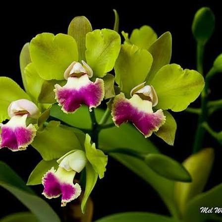 Anggrek Cattleya Blc. Crowfield Mendehal
