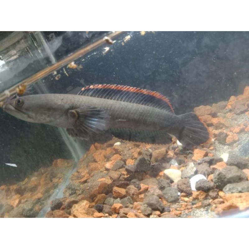 Limbata lawu CB rim merah