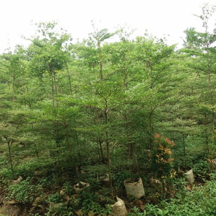 Pohon ketapang kencana 2 meter up