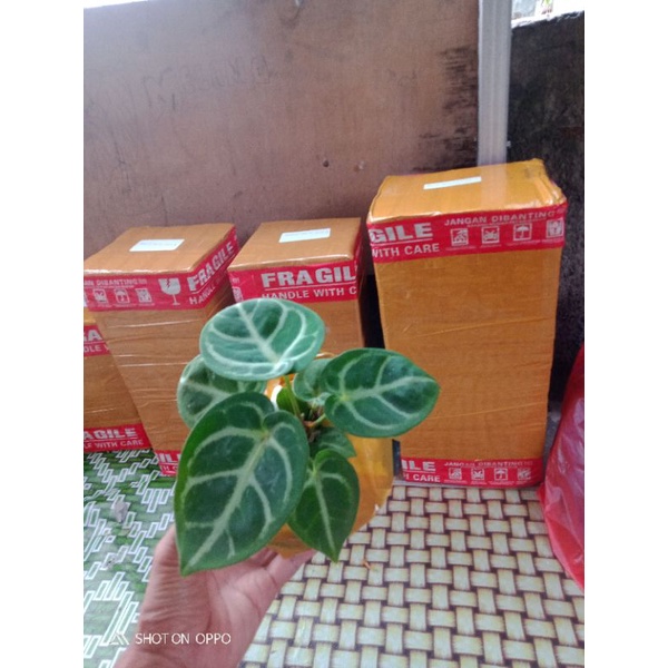 anthurium dorayaki
