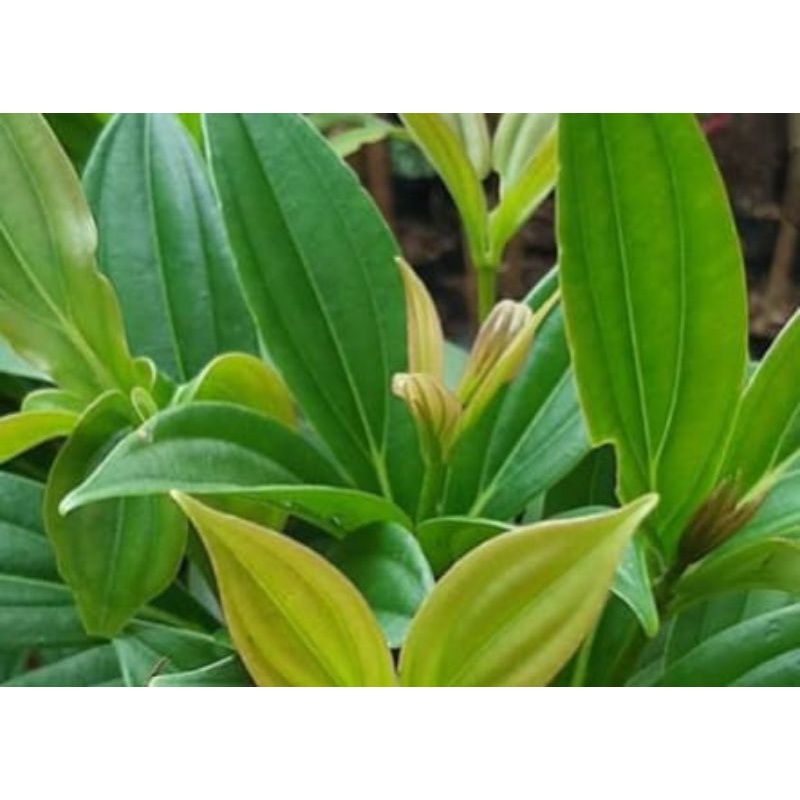 

Daun Parijoto segar perlembar