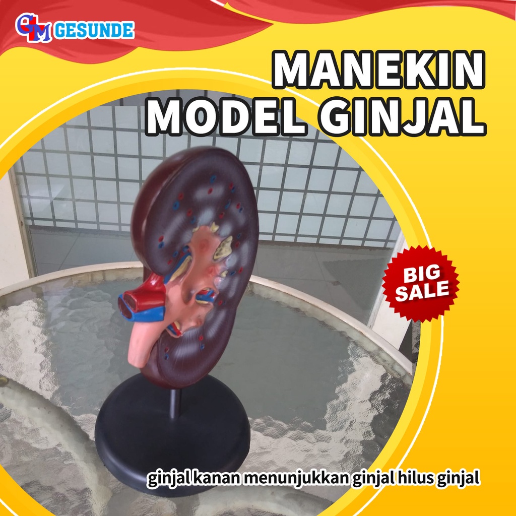 Manekin Pembelajaran Organ Ginjal Manusia/ Torso Peraga Pendidikan Kedokteran Organ Ginjal Manusia/M