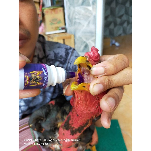 obat goham sariawan pada ayam