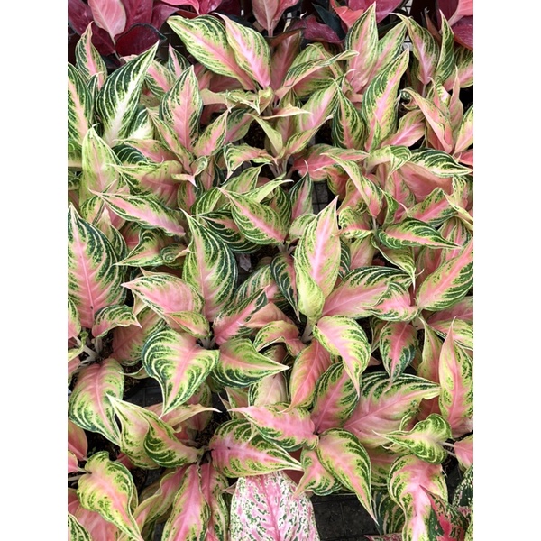 Aglaonema Pink Sunset